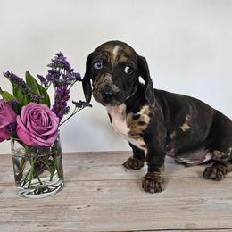 Louie - Dapple male Dachshund puppy in Florence, Arizona from Doxie Town Az