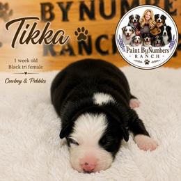Tikka - Black tri-color female Australian Shepherd puppy in Magee, Mississippi from Paint ByNumbers Ranch