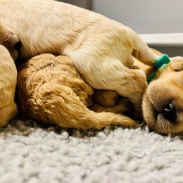Goldendoodle Puppies from Southernly Sweet Doodles