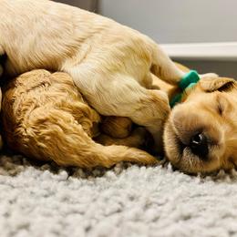 Goldendoodle Puppies from Southernly Sweet Doodles