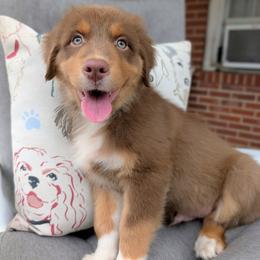 Jasmine3Boy2- RTM,LONG tail, blue eyes likely, CHIC-OFA-DNA-AKC Titled Parents - Red tri-color male Australian Shepherd puppy in South Hill, Virginia from Silverside Aussies LLC