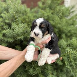 Rocky - Tri-color male Bernedoodle puppy in Las Vegas, Nevada from Perfect Bernedoodles
