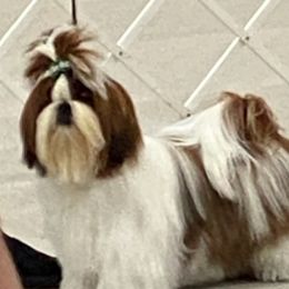 Pangu - Shih Tzu