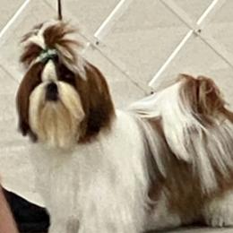 Pangu - Shih Tzu