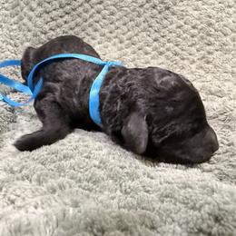 Strudel - Black male Poodle puppy in Salmon, Idaho from Stunningly Sweet Standards