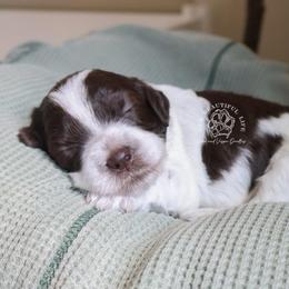 GUARDIAN HOME NEEDED - Brown and white female Cockapoo puppy in Savannah, Georgia from Vino and Vespa Doodles