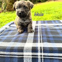 West Coast Green Collar - Brindle male Cairn Terrier puppy in Naselle, Washington from West Coast Cairn Terriers