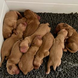 Boy 7 - Dark golden male Golden Retriever puppy in Lebanon, Oregon from Dark Goldens on Hilltop