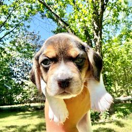 Oreo - White black and tan female Beagle puppy in Judsonia, Arkansas from Mayberry Acres Beagles and Basset Hounds