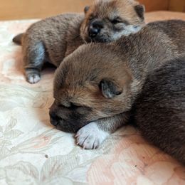 Shiba Inu Puppies from Cornerpost Shiba Inus