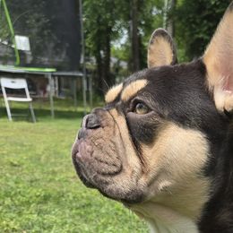 French Bulldogs from Diamond Dreams French Bulldogs