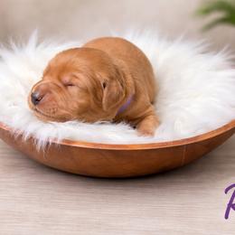 Reba - Dark golden female Golden Retriever puppy in Centertown, Missouri from Redheaded Retrievers