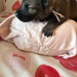 Bear - Brown Collar Sable Boy - Sable male German Shepherd puppy in Kissimmee, Florida from Pray Love Shepherd Kennels