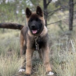 Akita, American Corgi, Cardigan Welsh Corgi, and Great Pyrenees Puppies from WeVolution Off-Grid