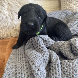 Giant Schnauzer Puppies from Schnauzer Ranch
