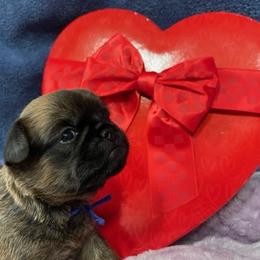 Brussels Griffon puppies from JOVAL Brussels Griffons