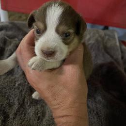 Red tri girl - Red tri female Toy Australian Shepherd puppy in Springfield, Missouri from Donnie's Miniature & Toy Australian Shepherds