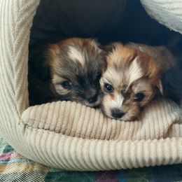 Havanese Puppies from Willow Springs Havanese