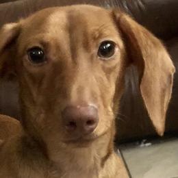 Penny - Dachshund
