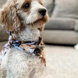 Kit - Cavapoo