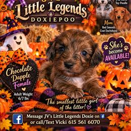Gingersnap - Dapple female Dachshund puppy in Bay Springs, Mississippi from JV'S Little Legends Dashounds