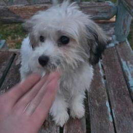 Bernardo - Parti male Maltipoo puppy in Lebanon, Kentucky from Mosaic Merle Doodles