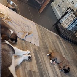 Akita Puppies from Mizuki Akita LLC.