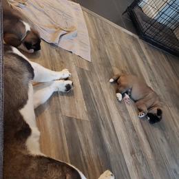 Akita Puppies from Mizuki Akita LLC.