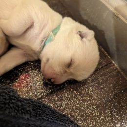 Pomsky Puppies from Valparaiso Pomskys