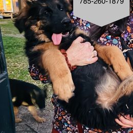 Girl 4 - Black and red German Shepherd puppy in Carbondale, Kansas from Cunningham German Shepherds, LLC