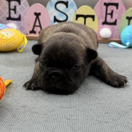 Armand - Brindle male French Bulldog puppy in Largo, Florida from Infinity Frenchies