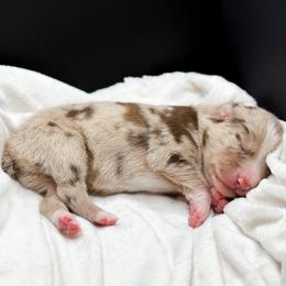 Rush - Red merle female Australian Shepherd puppy in Raleigh, North Carolina from Southern Tribute Farms