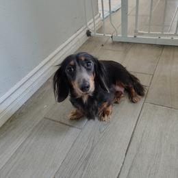 Porcha - Dachshund