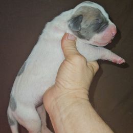Blue Fawn Piebald Female - Blue and white female Great Dane puppy in Biscoe, North Carolina from Clouser's Bodacious Danes