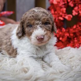 Bernedoodles, Labradoodles, and Poodles from New life kennels