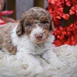 Bernedoodles, Labradoodles, and Poodles from New life kennels