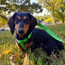 Willow - Dachshund
