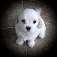 "6 weeks" Cavaton Puppies from Lakeshore Cavatons