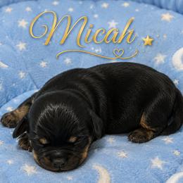 Micah - Black and tan male Cavalier King Charles Spaniel puppy in Kewaskum, Wisconsin from Moon Dream Cavaliers