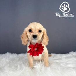 Jessie - Cream female Companion Cross puppy in Utah County, Utah from Big Hearted Breeders