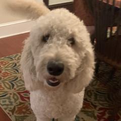 Charlotte  - Goldendoodle