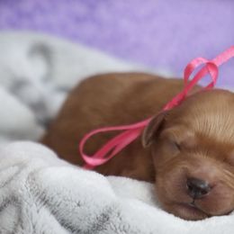 Cavapoo and Saint Bernard Puppies from Horseshoe Drive Kennel