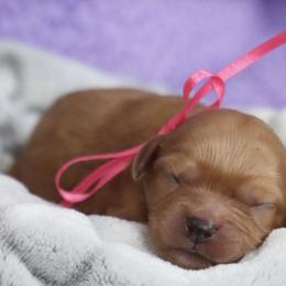 Cavapoo and Saint Bernard Puppies from Horseshoe Drive Kennel