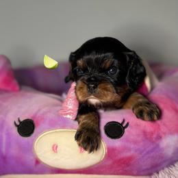 Lime Green collar - Black and tan female Cavalier King Charles Spaniel puppy in Somerset, California from Cantina Labs and Cavs