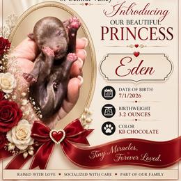 Eden - Chocolate and tan female Yorkshire Terrier puppy in Patterson, California from Luxe Yorkies of Central Valley
