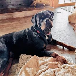 Raina - Rottweiler