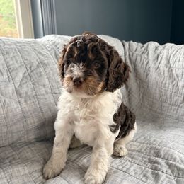 Frank - Liver white and tan male Springerdoodle puppy in Dundee, Ohio from Evalina Miller's Spaniels