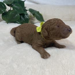 Goldendoodle Puppies from BlueCopper Doodles