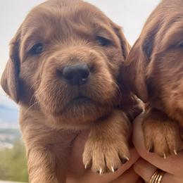 Blossom - Dark golden female Golden Retriever puppy in Post Falls, Idaho from Mountain View Goldens