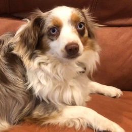 Australian Shepherds from Rio Oaks toy Aussies